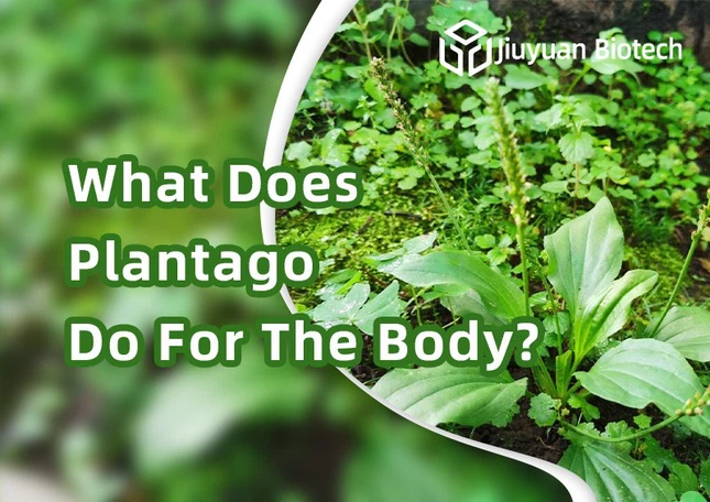 What Does Plantago Do For The Body? What Does Plantago Do For The Body?